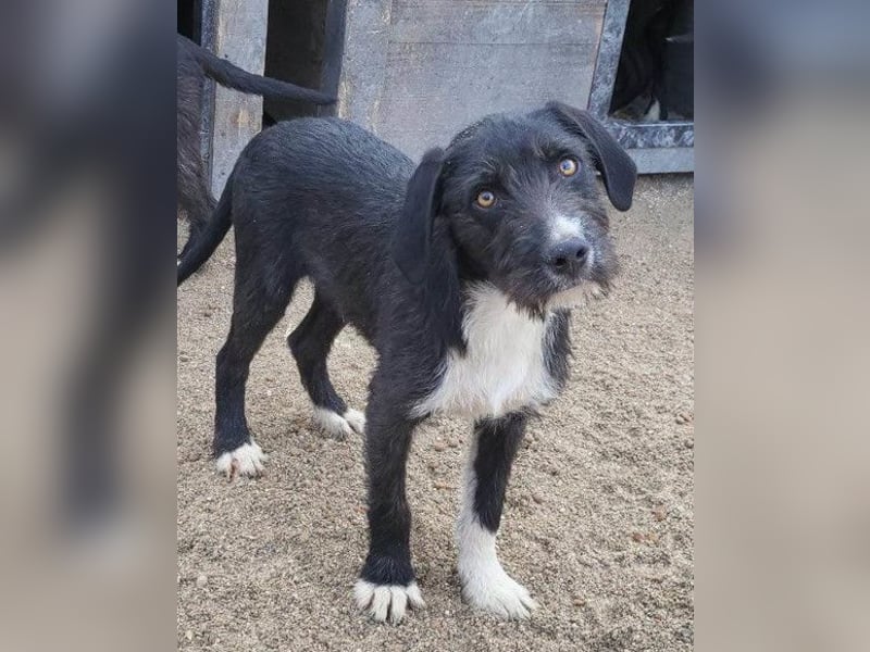 Barak-Mix RICCI❤️fröhlicher, lieber und neugieriger Powerpfoten-Junge Barak-Mix RICCI❤️fröhlicher, lieber und neugieriger Powerpfoten-Junge