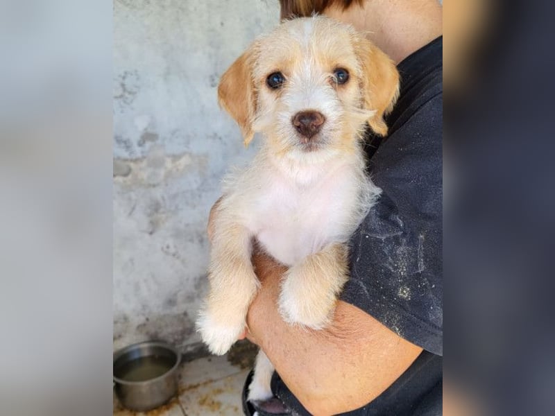 Anka ❤️ verspieltes, junges Hundemädchen Anka ❤️ verspieltes, junges Hundemädchen