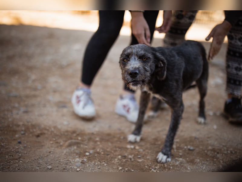 Barak-Mix-Mädchen Lidina ❤️ jung u. aktiv