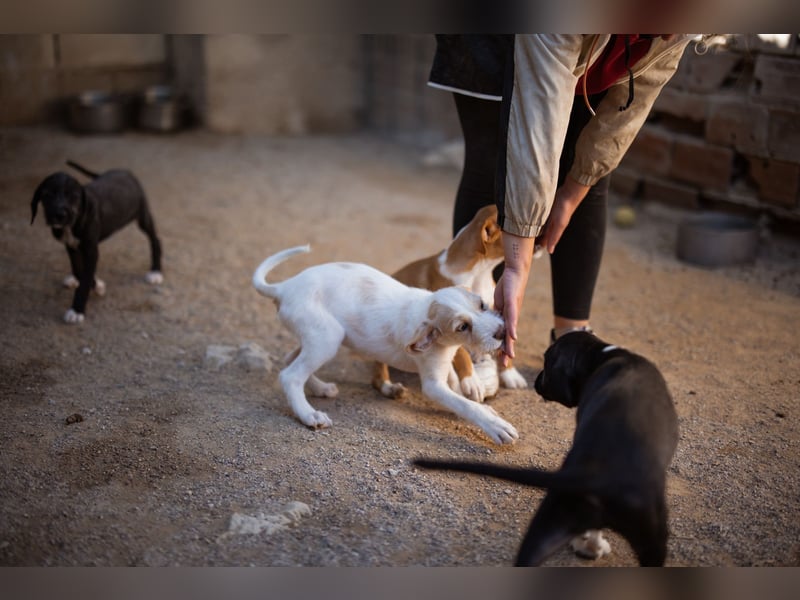Zuckerschnute ARIA❤️liebt Abenteuer – und Kuscheleinheiten noch mehr! Zuckerschnute ARIA❤️liebt Abenteuer – und Kuscheleinheiten noch mehr!