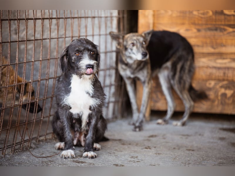 Barak-Mix-Mädchen Alani ❤️ sanft+zurückhaltend Barak-Mix-Mädchen Alani ❤️ sanft+zurückhaltend
