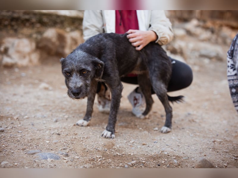 Barak-Mix-Mädchen Lidina ❤️ jung u. aktiv