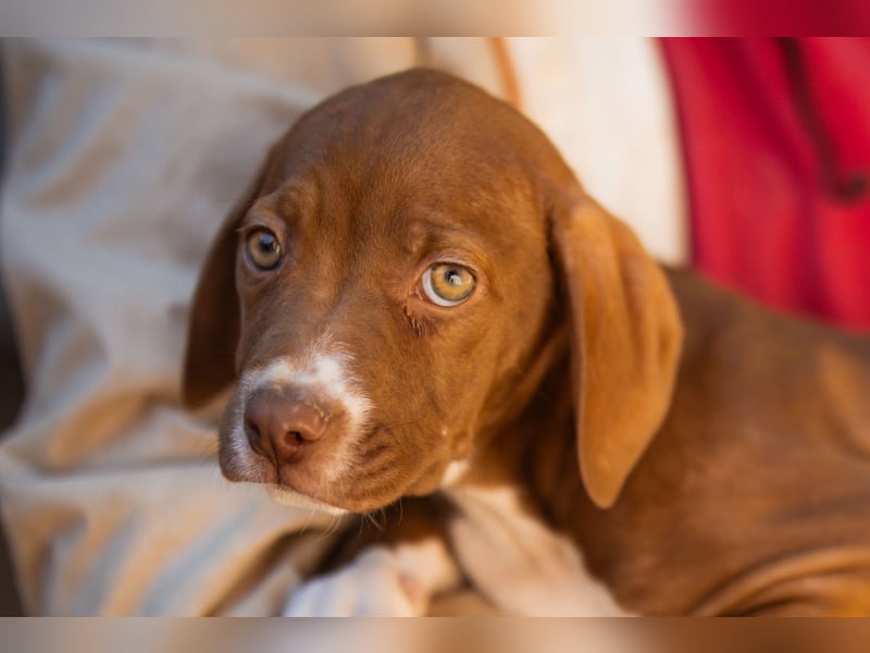Sunny ❤️ aufgewecktes, süßes Welpenmädl