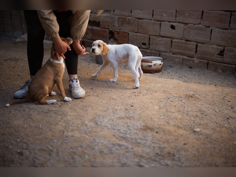 Kleine FREYJA❤️ein Sonnenscheinchen auf vier Pfoten sucht ihr Zuhause voller Liebe Kleine FREYJA❤️ein Sonnenscheinchen auf vier Pfoten sucht ihr Zuhause voller Liebe
