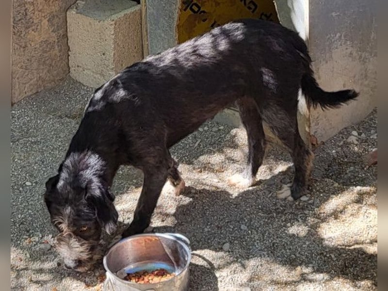 Barak-Mix-Mädchen Lidina ❤️ jung u. aktiv