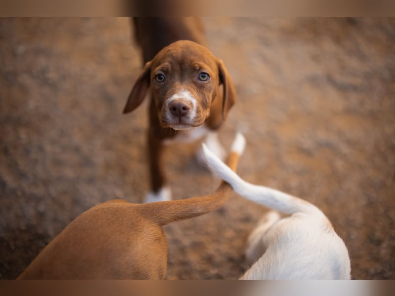 Sunny ❤️ aufgewecktes, süßes Welpenmädl