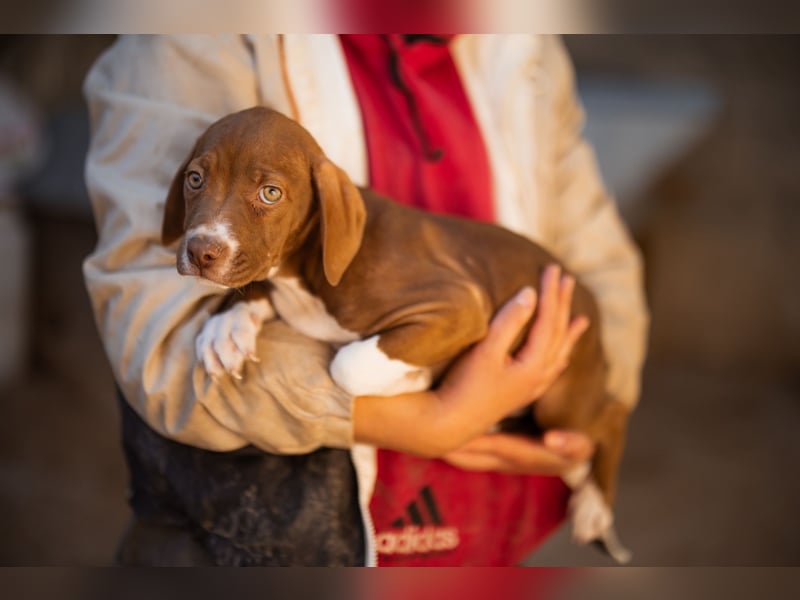 Sunny ❤️ aufgewecktes, süßes Welpenmädl