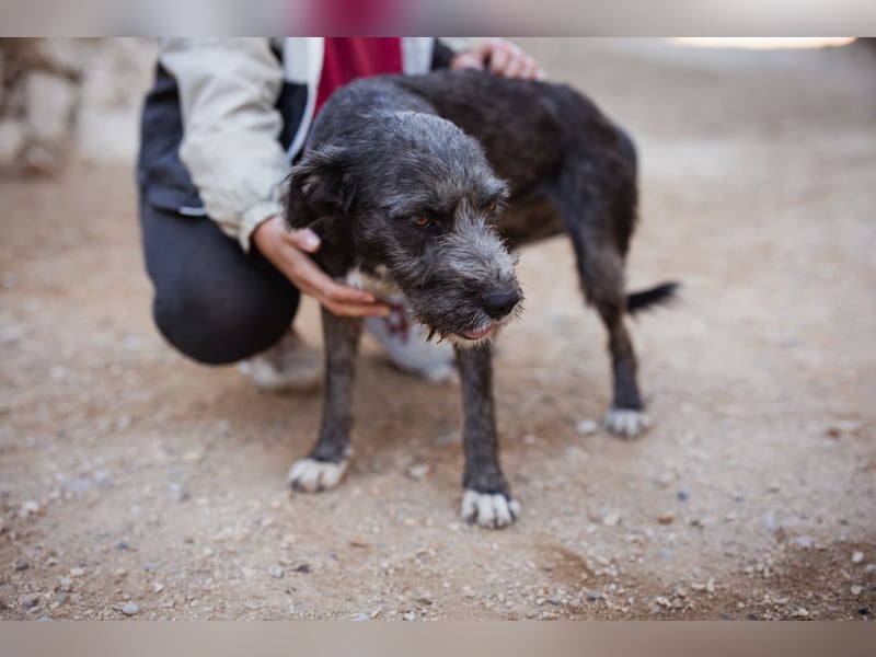 Barak-Mix-Mädchen Lidina ❤️ jung u. aktiv