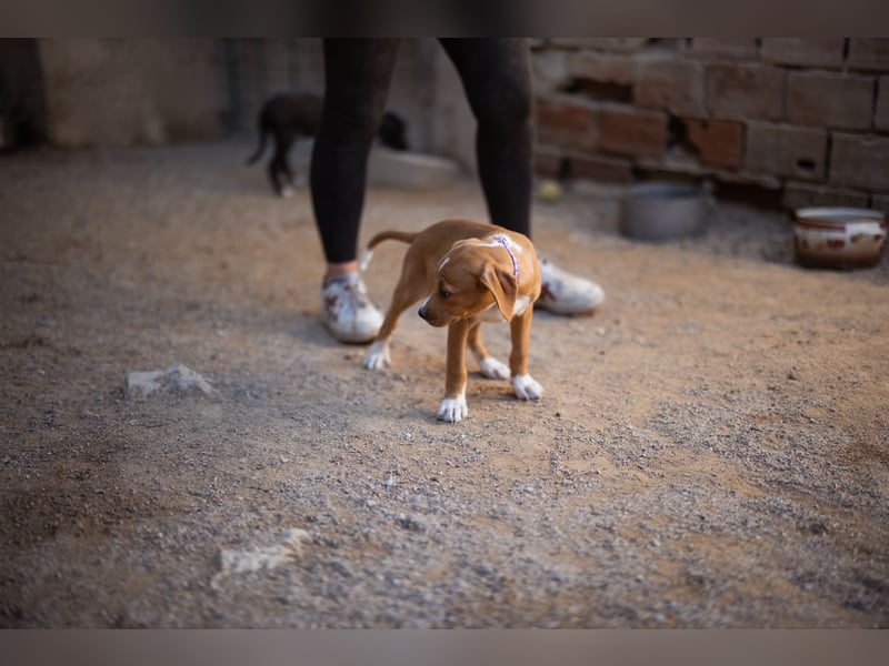 Eevee ❤️ neugierige, verspielte Hündin!