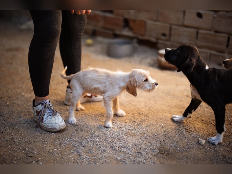 Anka ❤️ verspieltes, junges Hundemädchen Anka ❤️ verspieltes, junges Hundemädchen