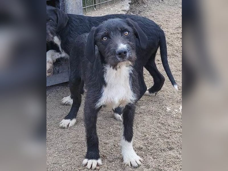 Barak-Mix RICCI❤️fröhlicher, lieber und neugieriger Powerpfoten-Junge Barak-Mix RICCI❤️fröhlicher, lieber und neugieriger Powerpfoten-Junge