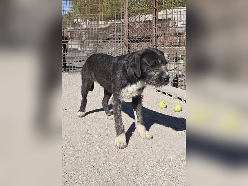 Barak-Mix MILES❤️lieber, schüchterner Jungrüde sucht Kuschelplatz fürs Leben!