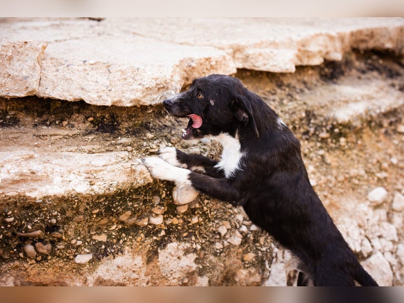 Barak-Mix RICCI❤️fröhlicher, lieber und neugieriger Powerpfoten-Junge Barak-Mix RICCI❤️fröhlicher, lieber und neugieriger Powerpfoten-Junge
