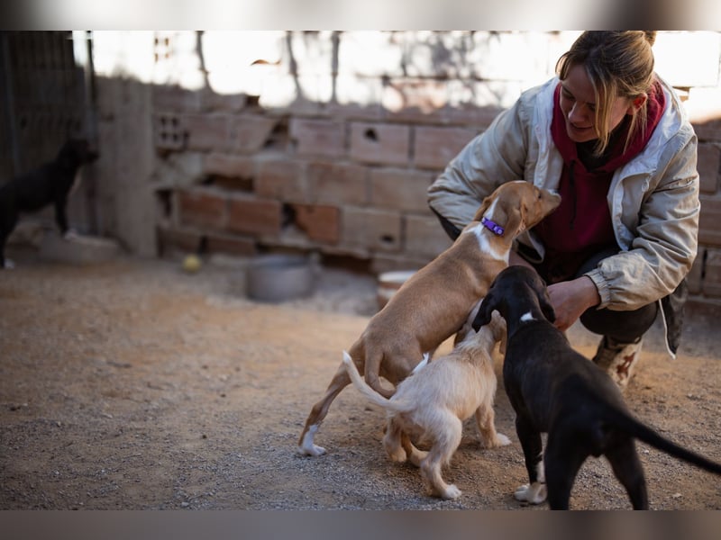Eevee ❤️ neugierige, verspielte Hündin!