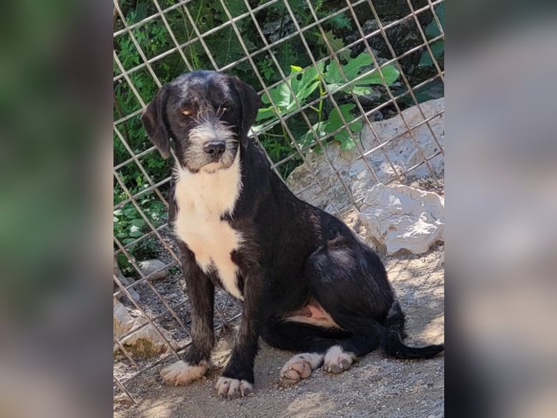 Barak-Mix-Mädchen Alani ❤️ sanft+zurückhaltend Barak-Mix-Mädchen Alani ❤️ sanft+zurückhaltend