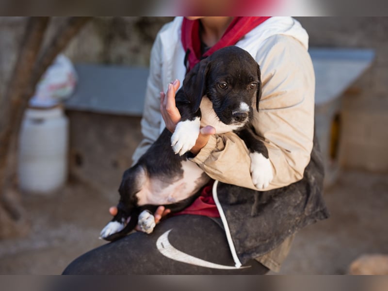 kleiner MILES❤️charmanter Abenteurer sucht Kuschelplatz fürs Leben!