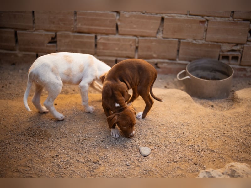 Sunny ❤️ aufgewecktes, süßes Welpenmädl