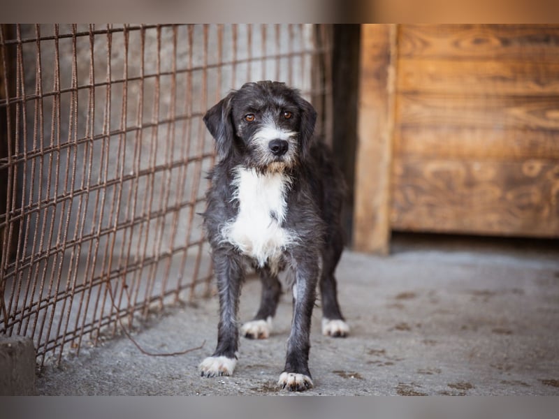 Alani ❤️ wartet in 90530 Wendelstein