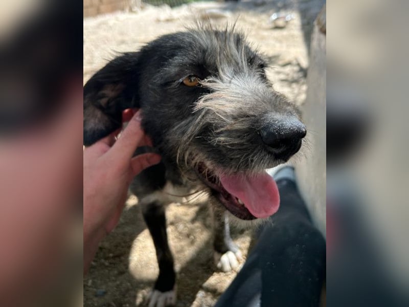 Barak-Mix-Mädchen Lidina ❤️ jung u. aktiv