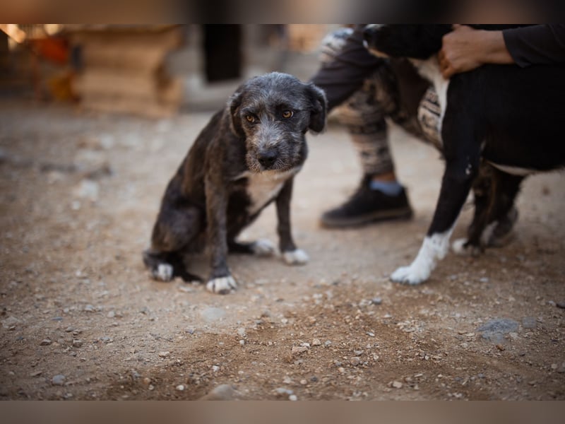 Barak-Mix-Mädchen Lidina ❤️ jung u. aktiv