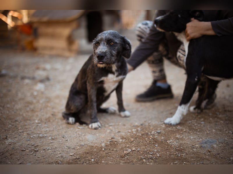 Barak-Mix-Mädchen Lidina ❤️ jung u. aktiv