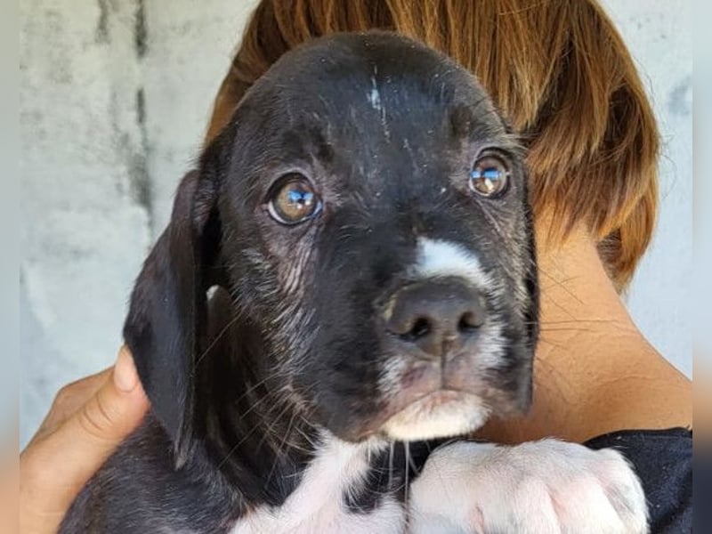 kleiner MILES❤️charmanter Abenteurer sucht Kuschelplatz fürs Leben! kleiner MILES❤️charmanter Abenteurer sucht Kuschelplatz fürs Leben!