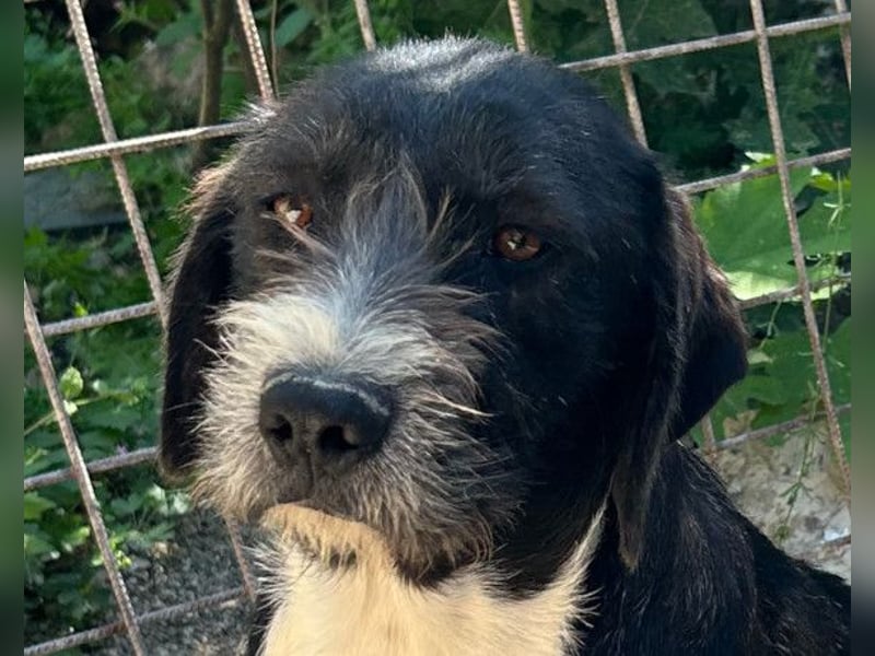 Barak-Mix-Mädchen Alani ❤️ sanft+zurückhaltend