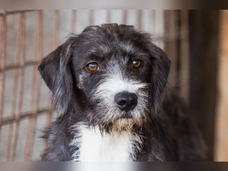 Barak-Mix-Mädchen Alani ❤️ sanft+zurückhaltend