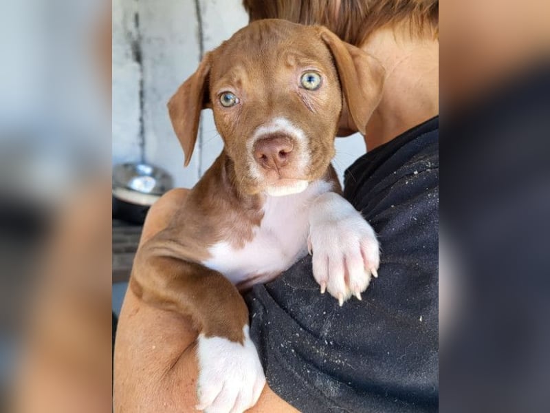 Sunny ❤️ aufgewecktes, süßes Welpenmädl