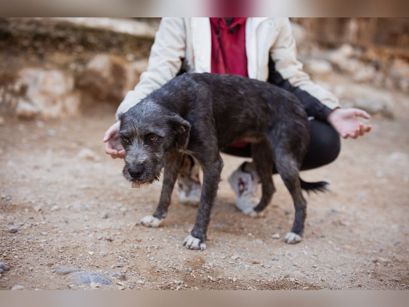 Barak-Mix-Mädchen Lidina ❤️ jung u. aktiv