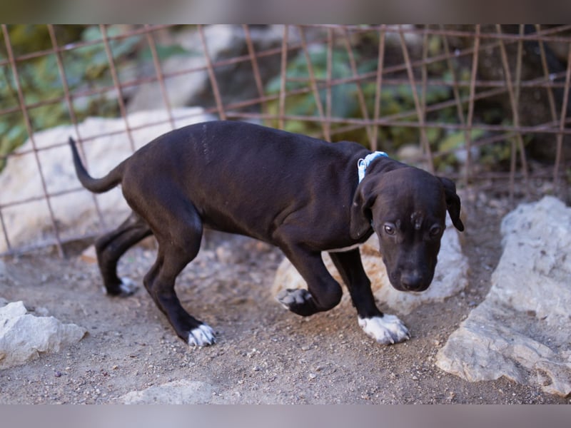 ROSI❤️bezaubernde Bracke-Barak-Mix-Welpin und ein Wirbelwind mit Herz & Schmusegarantie!