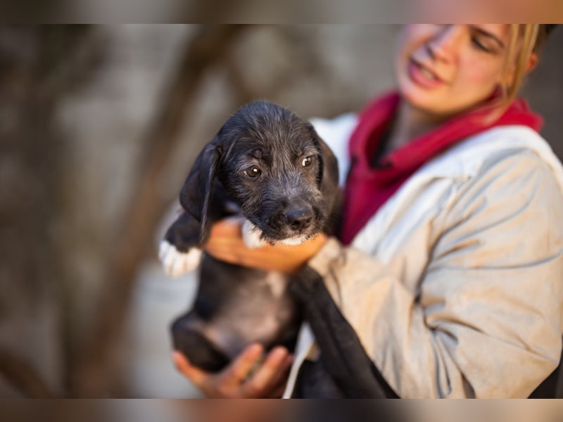 Olivia ❤️ junges, lebensfrohes Hundemädl