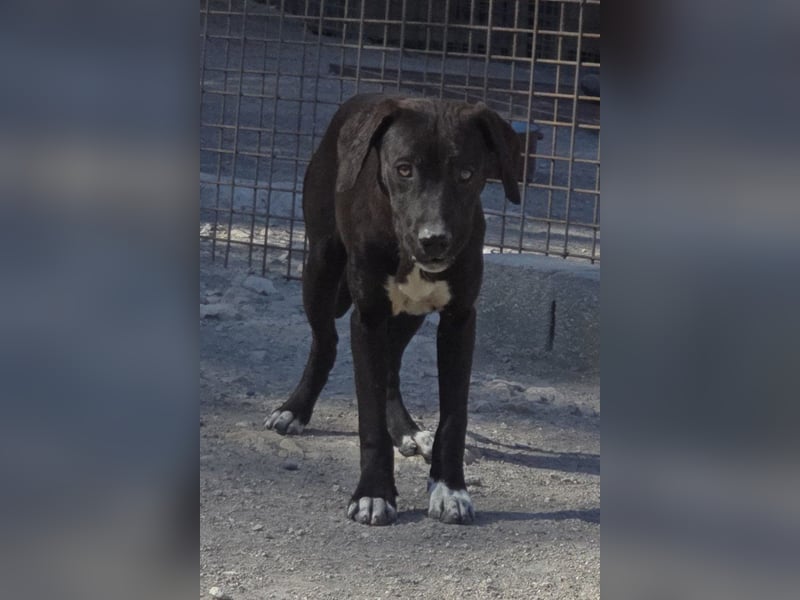 ROSI❤️bezaubernder Wirbelwind mit Herz & Schmusegarantie!