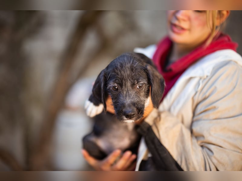 Olivia ❤️ junges, lebensfrohes Hundemädl Olivia ❤️ junges, lebensfrohes Hundemädl