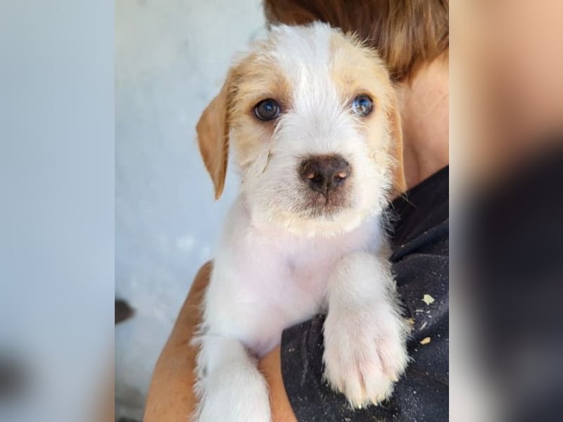 Zuckerschnute ARIA❤️liebt Abenteuer – und Kuscheleinheiten noch mehr! Zuckerschnute ARIA❤️liebt Abenteuer – und Kuscheleinheiten noch mehr!