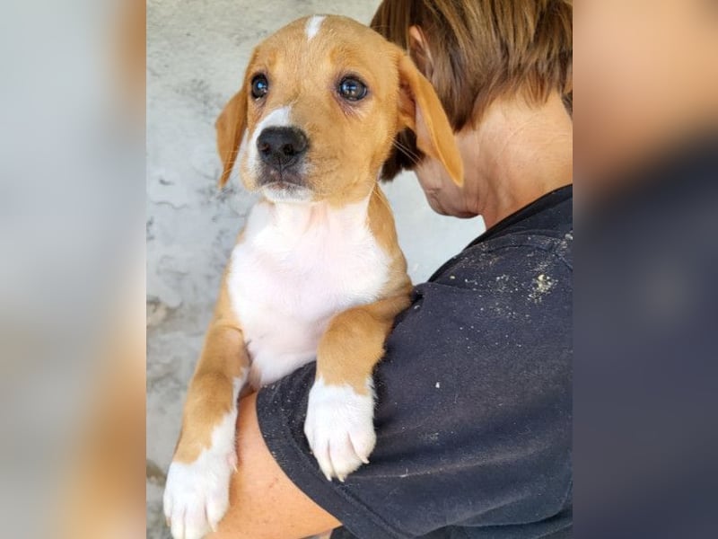 Eevee ❤️ neugierige, verspielte Hündin!