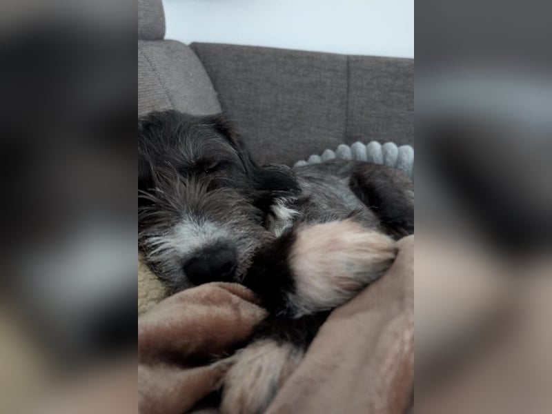 Alani ❤️ wartet in 90530 Wendelstein auf dich