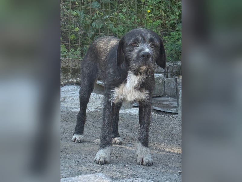 Barak-Mix MILES❤️lieber, schüchterner Jungrüde  sucht Kuschelplatz fürs Leben!