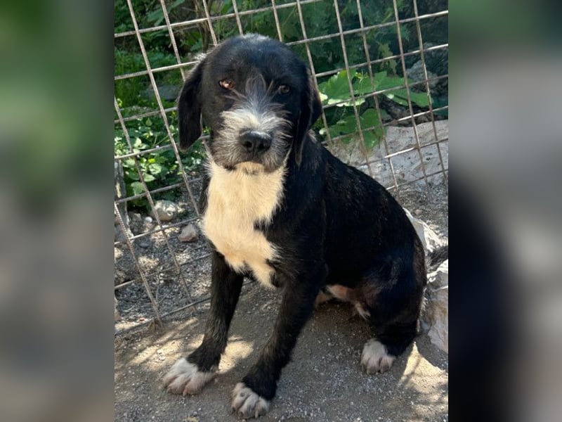 Barak-Mix-Mädchen Alani ❤️ sanft+zurückhaltend Barak-Mix-Mädchen Alani ❤️ sanft+zurückhaltend