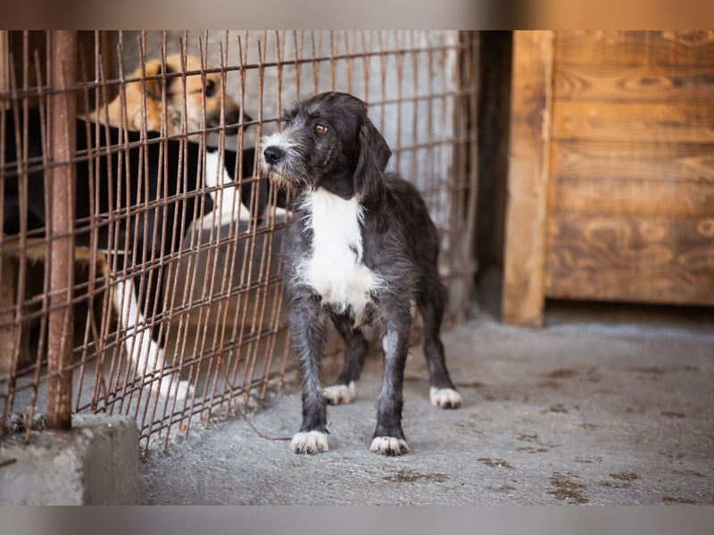 Barak-Mix-Mädchen Alani ❤️ sanft+zurückhaltend Barak-Mix-Mädchen Alani ❤️ sanft+zurückhaltend