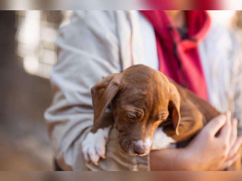 Sunny ❤️ aufgewecktes, süßes Welpenmädl