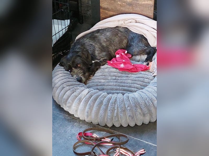 Alani ❤️ wartet in 90530 Wendelstein