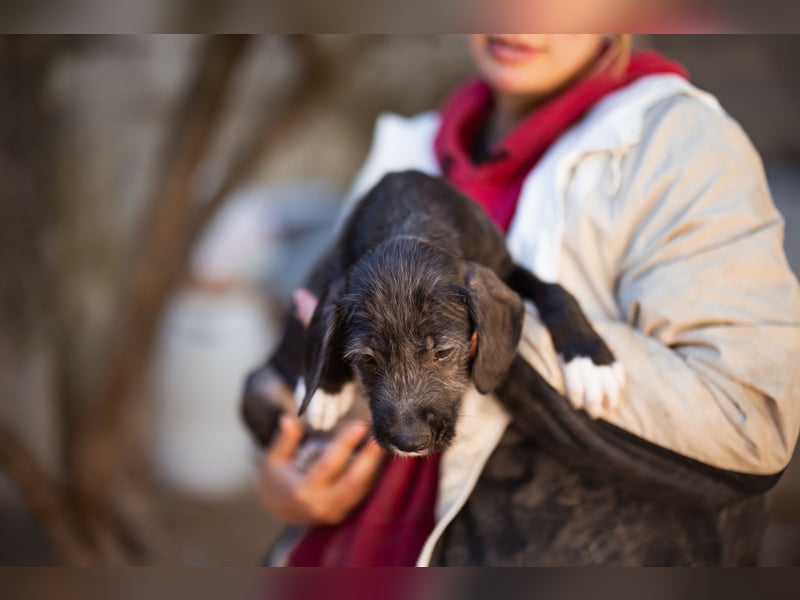 Olivia ❤️ junges, lebensfrohes Hundemädl