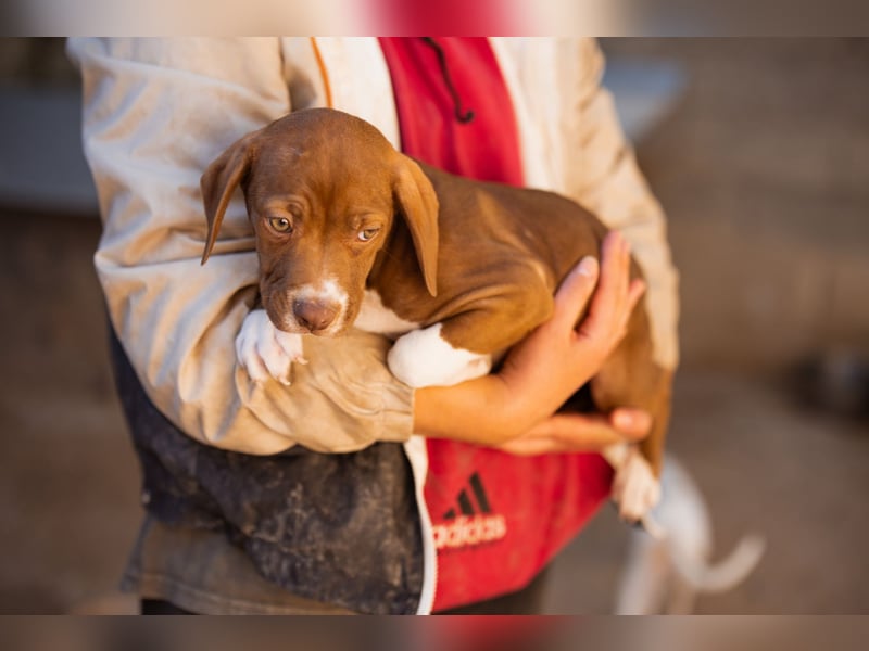 Sunny ❤️ aufgewecktes, süßes Welpenmädl