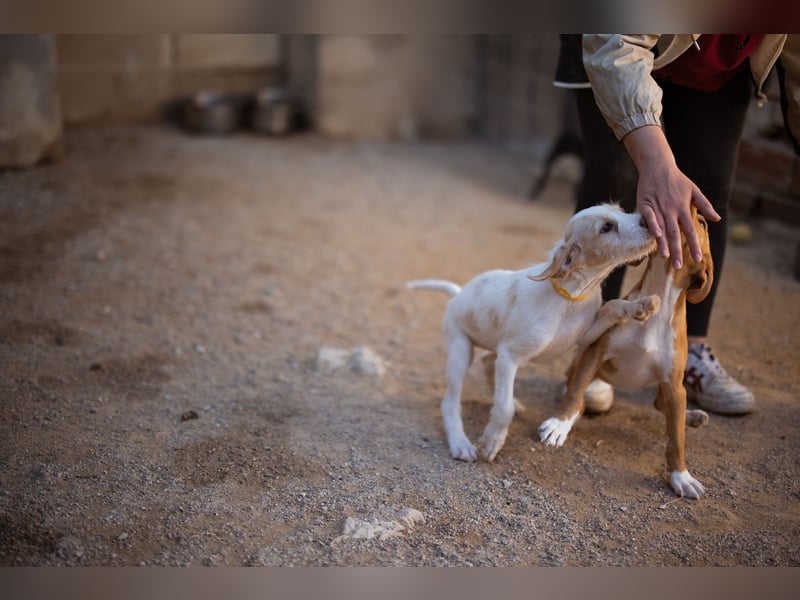 Zuckerschnute ARIA❤️liebt Abenteuer – und Kuscheleinheiten noch mehr! Zuckerschnute ARIA❤️liebt Abenteuer – und Kuscheleinheiten noch mehr!