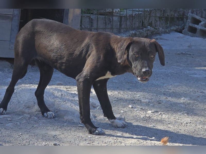 ROSI❤️bezaubernder Wirbelwind mit Herz & Schmusegarantie!