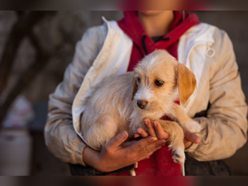 Anka ❤️ verspieltes, junges Hundemädchen Anka ❤️ verspieltes, junges Hundemädchen