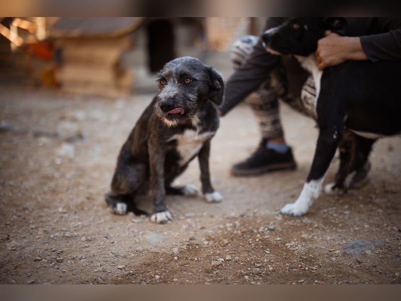 Barak-Mix-Mädchen Lidina ❤️ jung u. aktiv