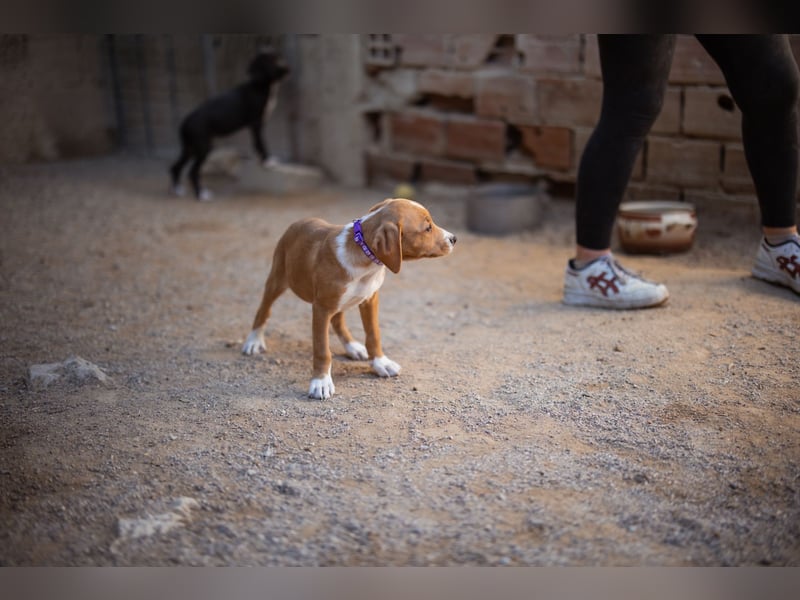 Eevee ❤️ neugierige, verspielte Hündin!