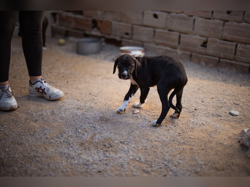 Barak-Mix MILES❤️charmanter Abenteurer sucht Kuschelplatz fürs Leben!
